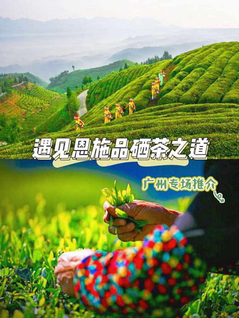 探寻正宗红茶——正山小种选购攻略